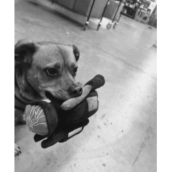 WKND DOG TOY - HPX X1