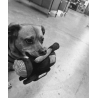 WKND DOG TOY - HPX X1